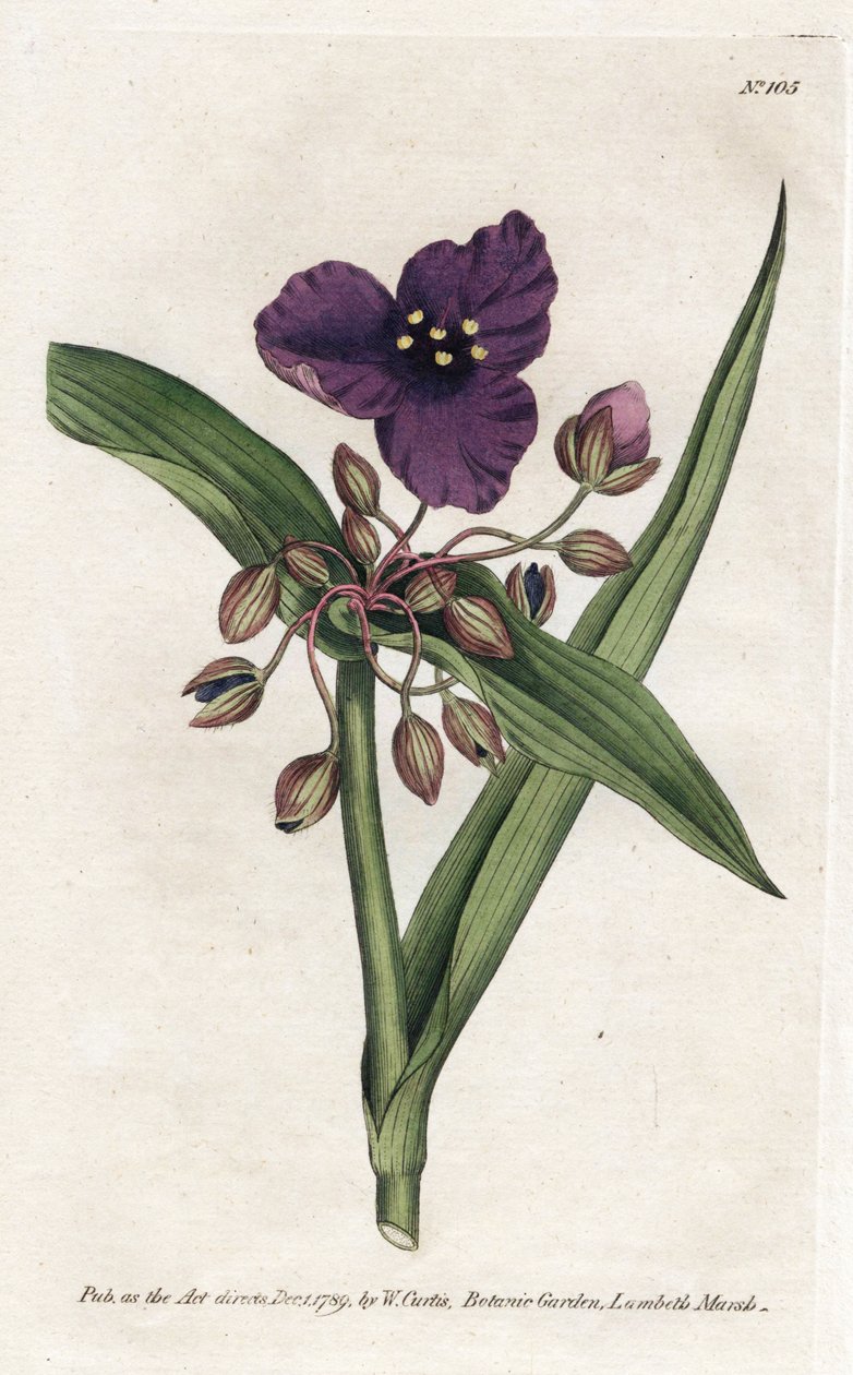 Tradescantia ou setcreasee - James Sowerbyn (1757-1822) litografia, William Curtisin kasvitieteellinen aikakauslehti (1746-1799) tekijältä James Sowerby
