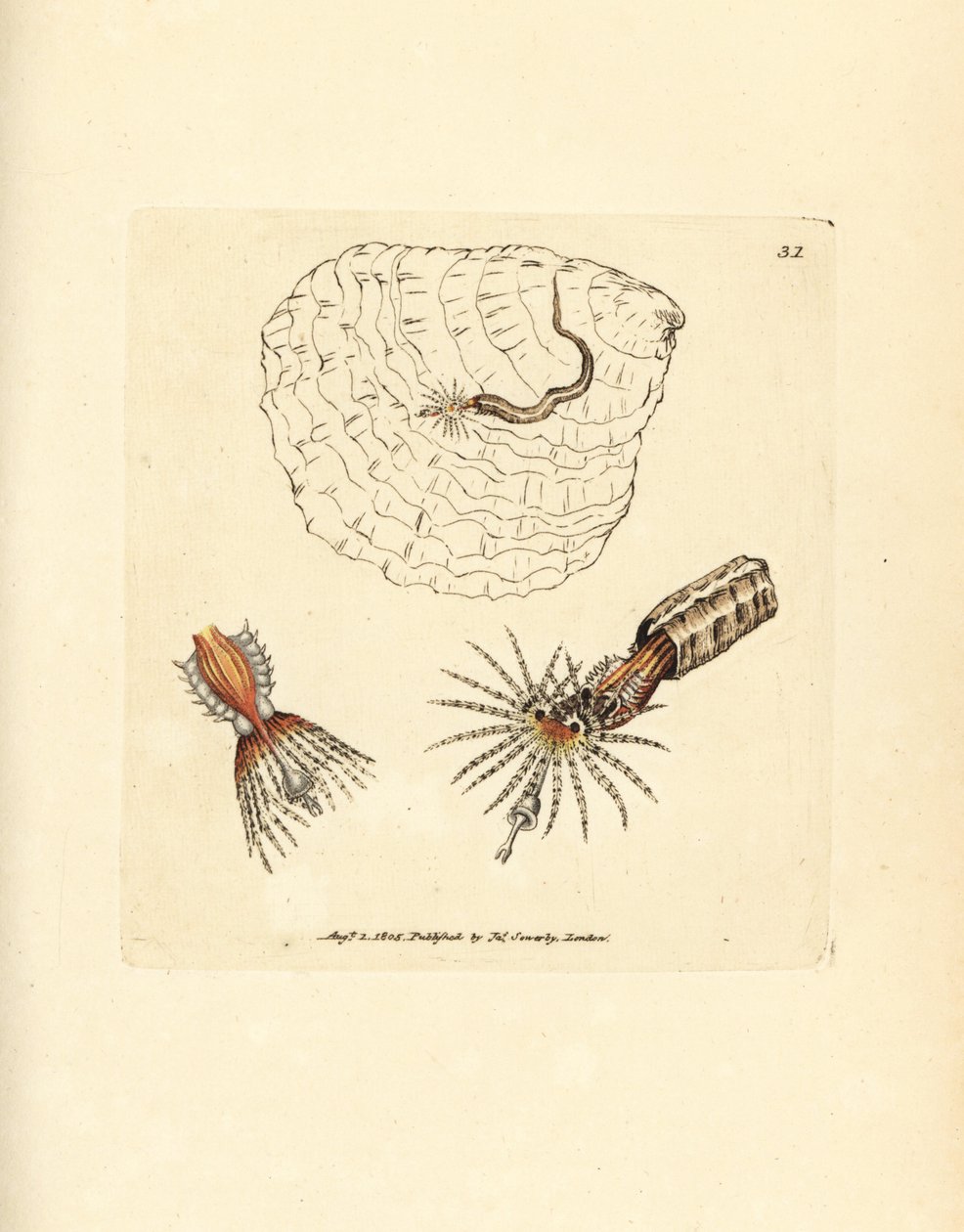 Putkenrakennus annelid fanworm, Spirobranchus triqueter. James Sowerbyn käsinvärinen kuparikaiverrus The British Miscellanysta tai värillisiä hahmoja uusista, harvinaisista tai vähän tunnetuista eläimistä. tekijältä James Sowerby