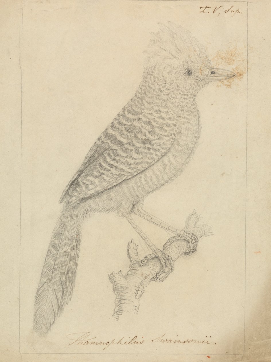 Tufted Antshrike tekijältä James Sowerby