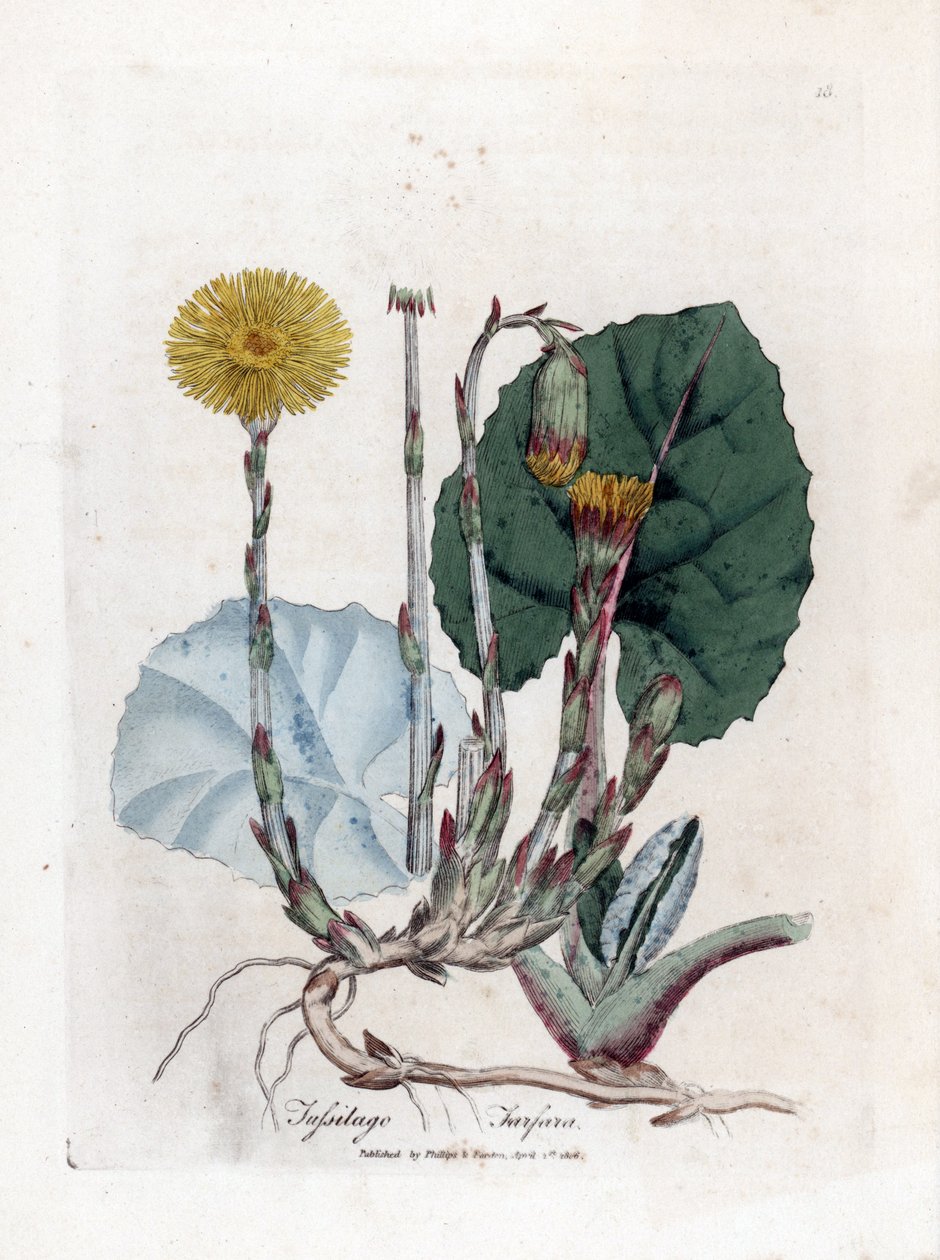 Tuslage or ei aasi - Coltsfoot, Tussilago fara. Käsinvärinen kuparilevykaiverrus James Sowerbyn kasvitieteellisestä kuvituksesta William Woodvillesta ja Sir William Jackson Hookerin "" Medical Botany" -teoksesta, John Bohn, Lontoo tekijältä James Sowerby