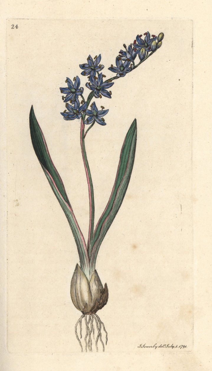 Kaksilehtinen squill, Scilla bifolia Käsinvärinen kuparikaiverrus James Sowerbyn kuvituksen mukaan James Smithin Englannin kasvitieteestä Lontoossa tekijältä James Sowerby