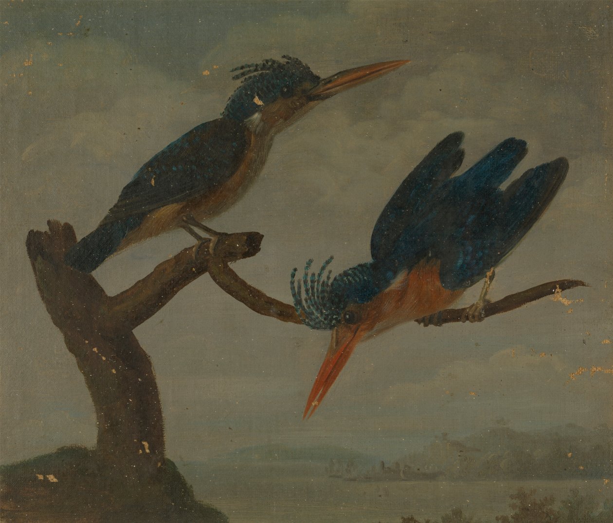 Dois Kingfishers ao lado de um Lakefinnish tekijältä James Sowerby