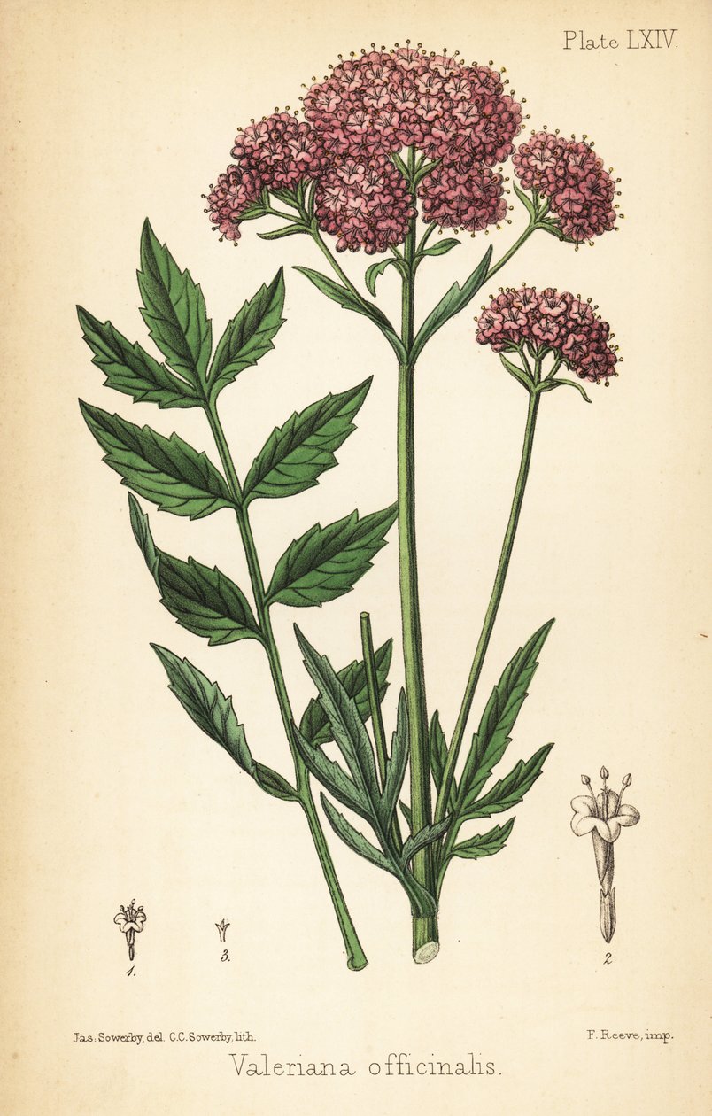 Valerian, Valeriana officinalis. Charlotte Caroline Sowerbyn käsinvärinen litografia James Sowerbyn kuvituksen jälkeen Edward Hamiltonin Flora Homeopathicasta, Bailliere, Lontoo tekijältä James Sowerby