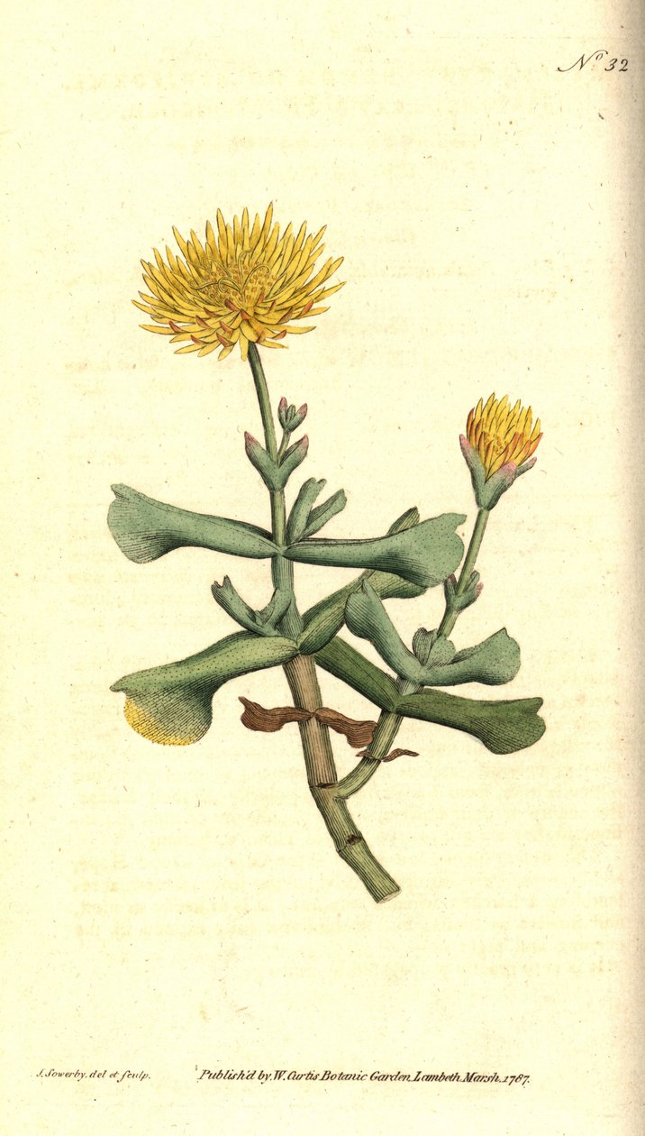 Ficoidin lajike - Kirveslehtinen viikunakukkuma, Mesembryanthemum dolabriforme. James Sowerbyn käsinvärinen kuparikaiverrus ja kasvitieteellinen kuvitus William Curtisin The Botanical Magazinesta, Lambeth Marsh, Lontoo tekijältä James Sowerby