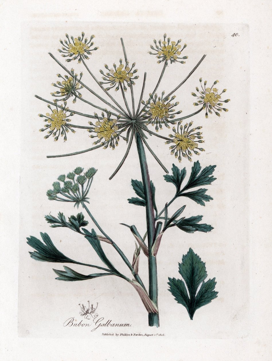 Variete umbellifere, joka tuottaa hartsikumia - Lovage-leaved bubon, Bubon galbanum. Käsinvärinen kuparilevykaiverrus James Sowerbyn kasvitieteellisestä kuvituksesta William Woodvillesta ja Sir William Jackson Hookerin "" Medical Botany" -teoksesta, John B tekijältä James Sowerby