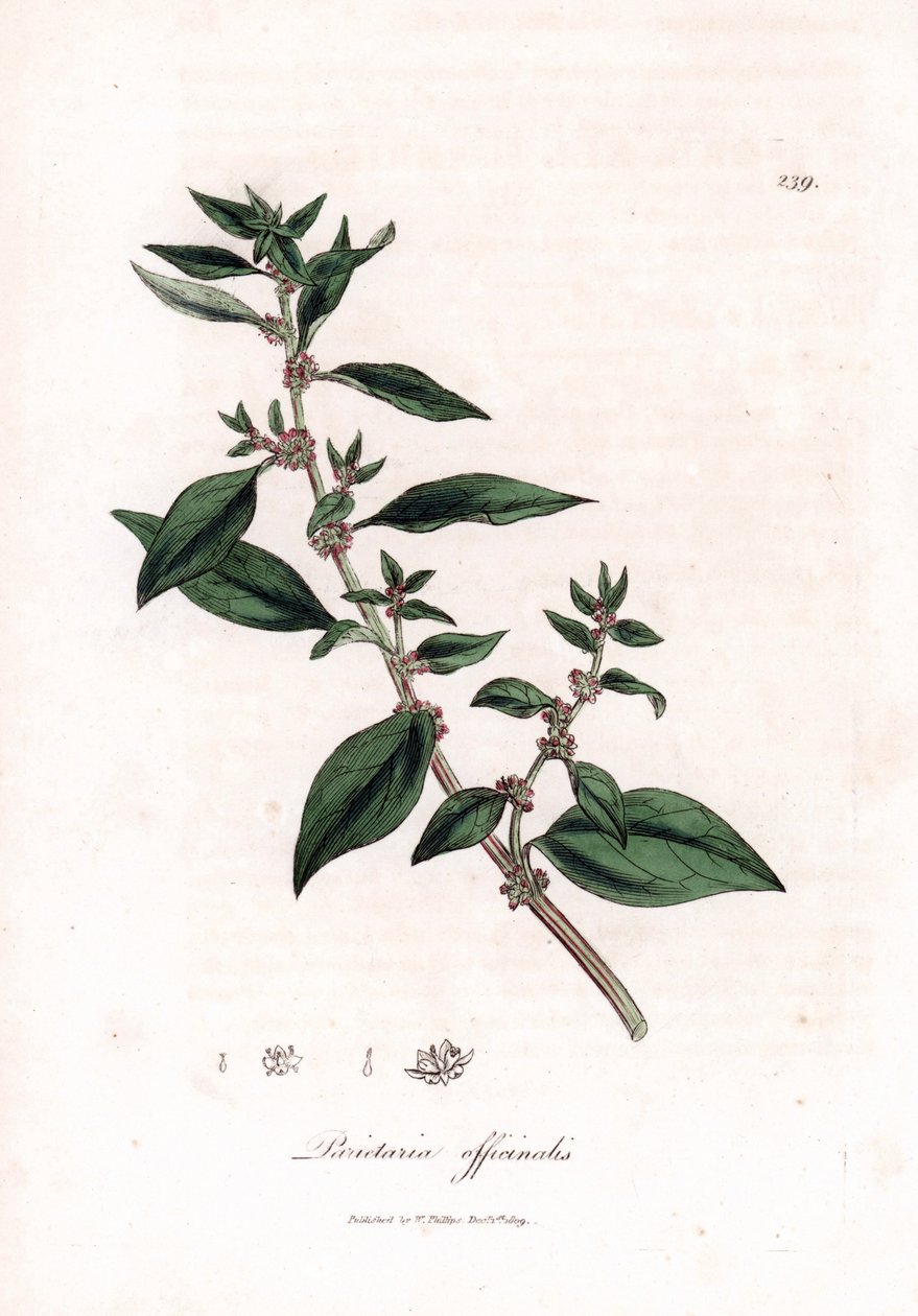 Seinämäinen, Parietaria officinalis. Käsinvärinen kuparilevykaiverrus James Sowerbyn kasvitieteellisestä kuvituksesta William Woodvillesta ja Sir William Jackson Hookerin "" Medical Botany" -teoksesta, John Bohn, Lontoo tekijältä James Sowerby