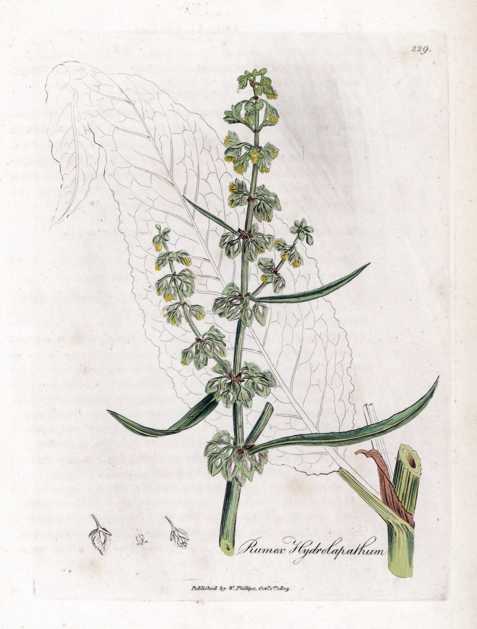 Water Patience tai Aquatic Patience - Upea vesilaituri, Rumex hydrolapatum. Käsinvärinen kuparilevykaiverrus James Sowerbyn kasvitieteellisestä kuvituksesta William Woodvillesta ja Sir William Jackson Hookerin "" Medical Botany" -teoksesta, John Bohn, Lont tekijältä James Sowerby