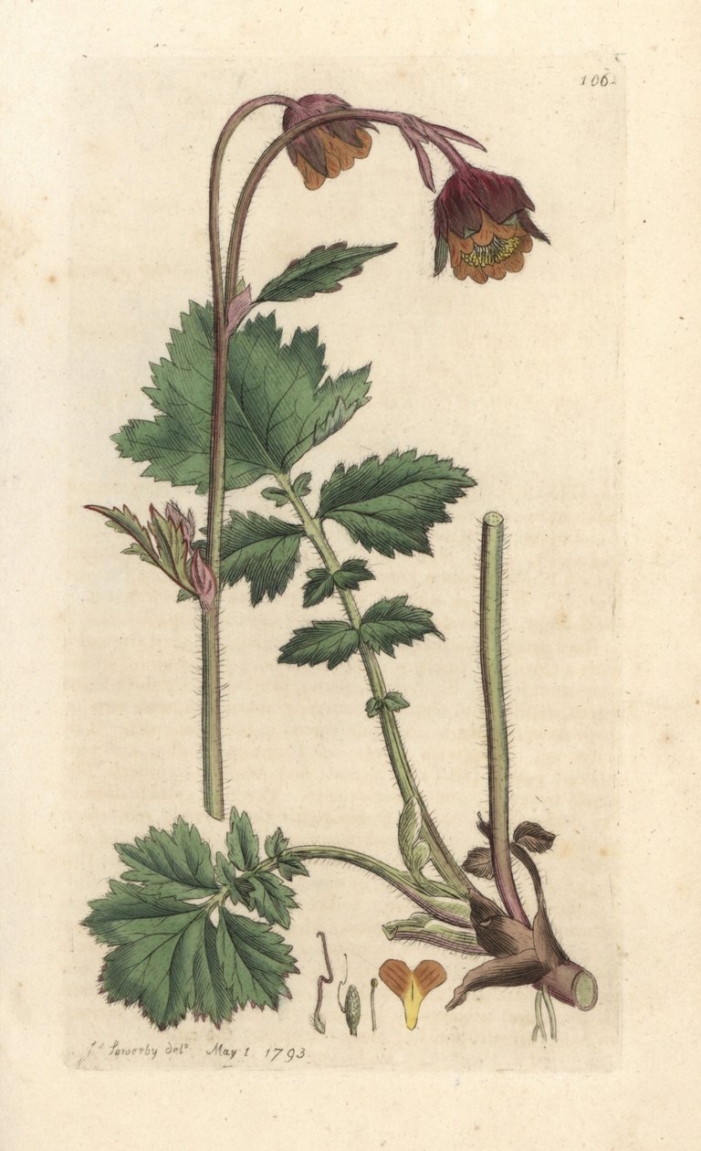 Water avens, Geum rivale Käsinvärinen kuparikaiverrus James Sowerbyn kuvituksen mukaan James Smithin Englannin kasvitieteestä Lontoossa tekijältä James Sowerby