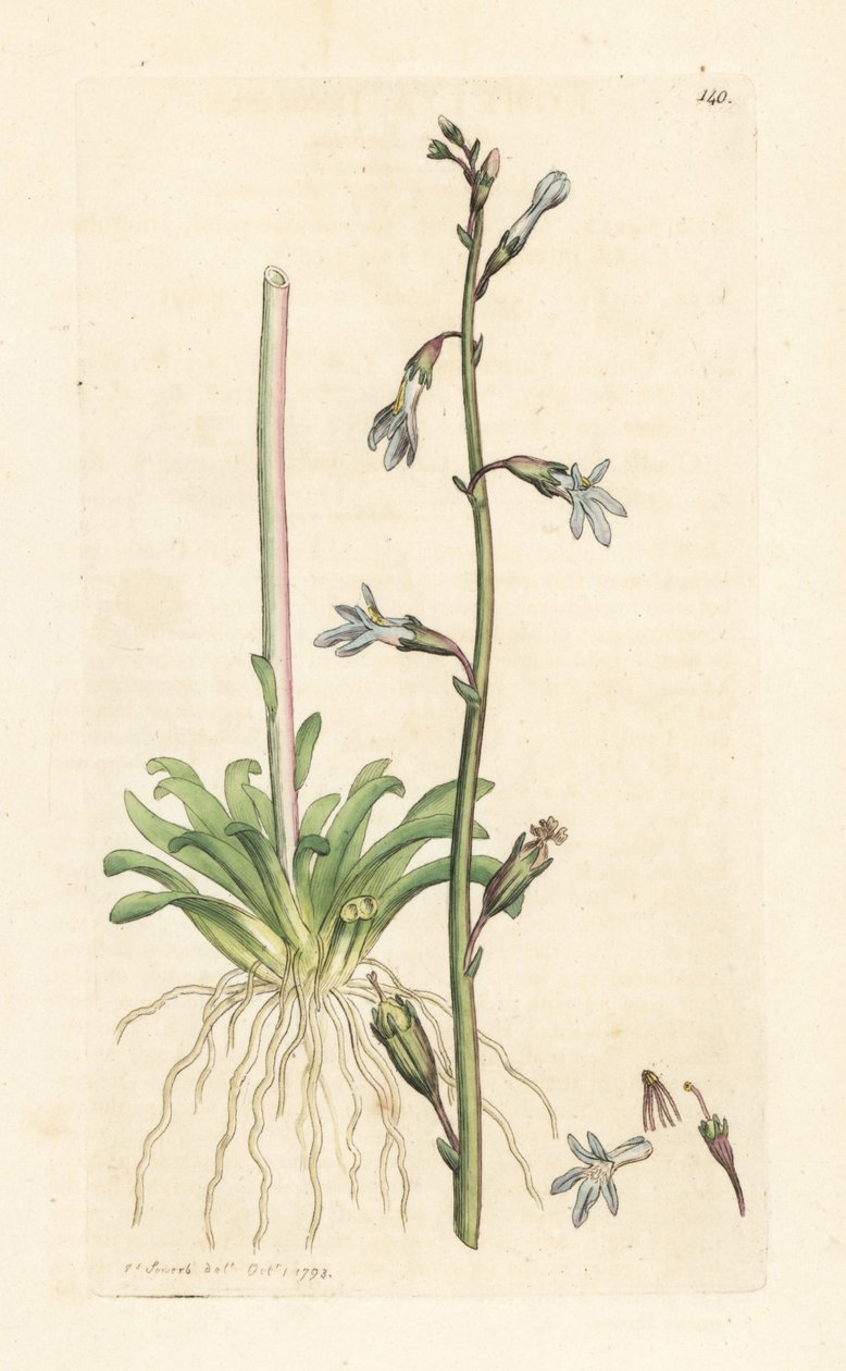 Vesilobelia, Lobelia dortmanna (Lobelie de Dortmann) Käsinvärinen kuparikaiverrus James Sowerbyn kuvituksen jälkeen James Smithin Englannin kasvitieteestä Lontoossa tekijältä James Sowerby