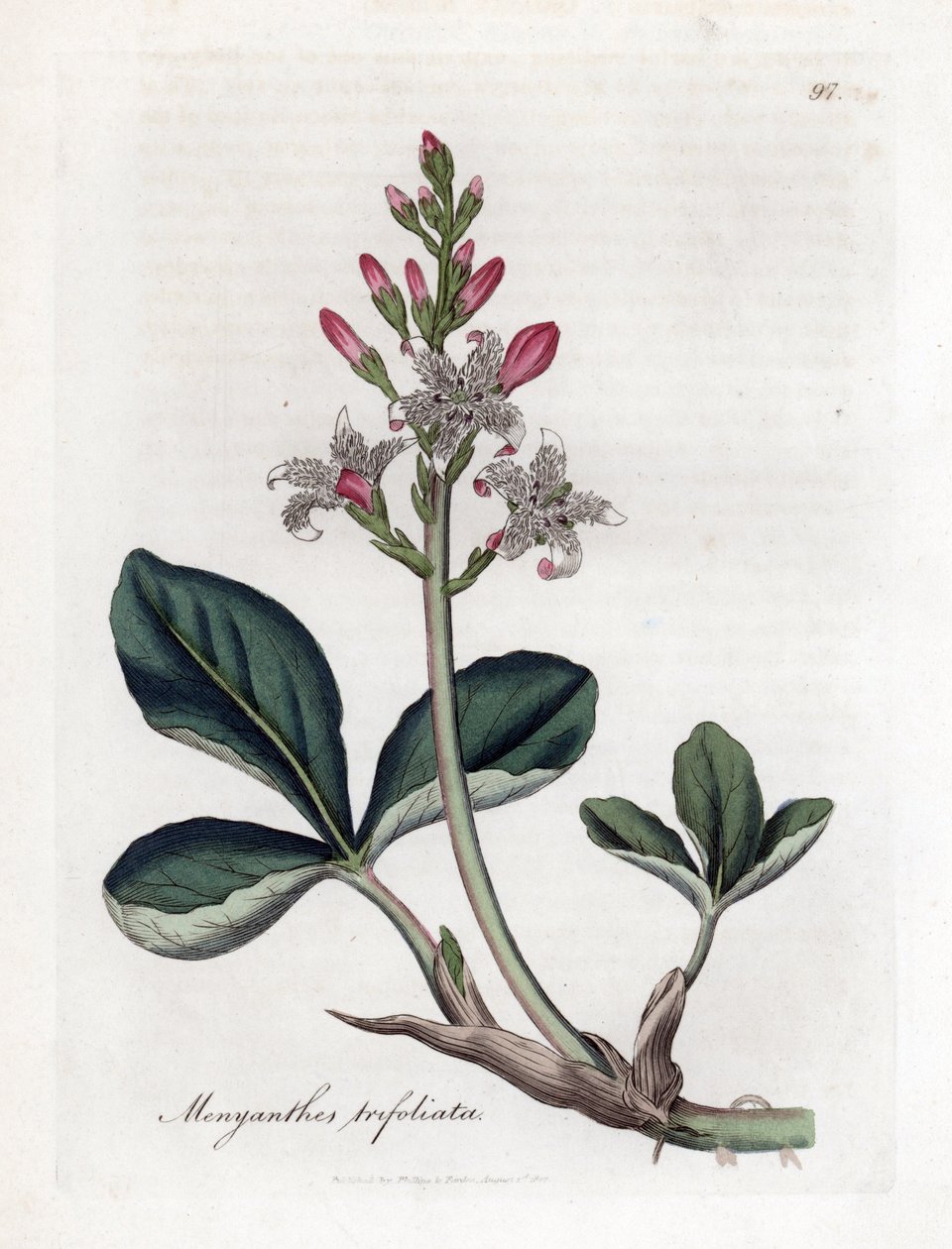 Vesikolmio tai buckbean, Menyanthes trifoliata. Käsinvärinen kuparilevykaiverrus James Sowerbyn kasvitieteellisestä kuvituksesta William Woodvillesta ja Sir William Jackson Hookerin "" Medical Botany" -teoksesta, John Bohn, Lontoo tekijältä James Sowerby