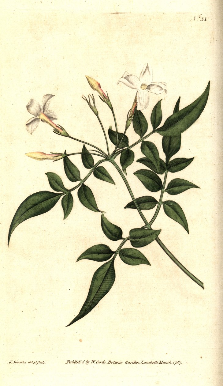 Valkoinen jasmiini (tai Jasmine officinal) - tavallinen jasmiini tai jessamiini, Jasminum officinale. James Sowerbyn käsinvärinen kuparikaiverrus ja kasvitieteellinen kuvitus William Curtisin The Botanical Magazinesta, Lambeth Marsh, Lontoo tekijältä James Sowerby