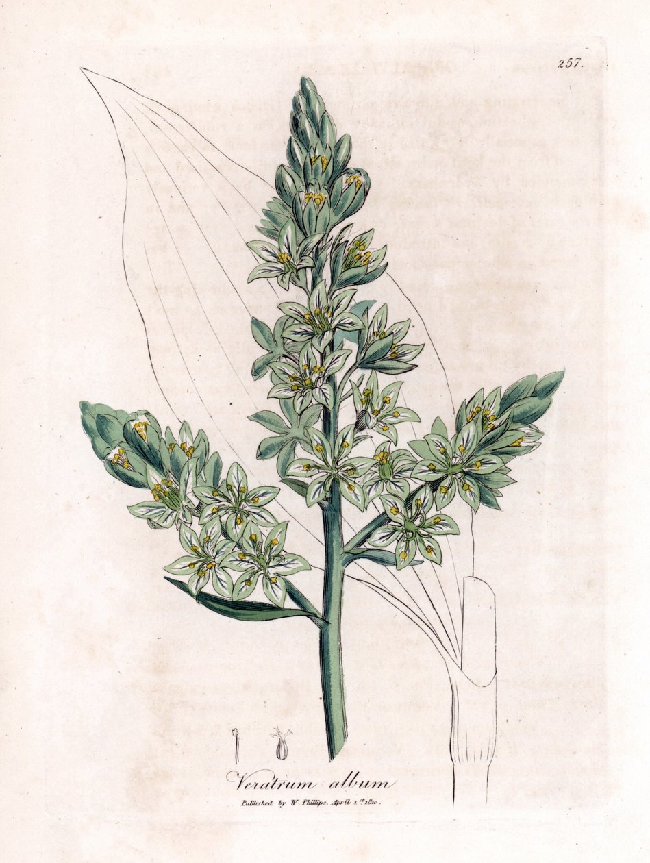 White Veratre (entinen valkoinen hellebore) - Valkoinen hellebore, Veratrum albumi. Käsinvärinen kuparilevykaiverrus James Sowerbyn kasvitieteellisestä kuvituksesta William Woodvillesta ja Sir William Jackson Hookerin "" Medical Botany" -teoksesta, John Bo tekijältä James Sowerby