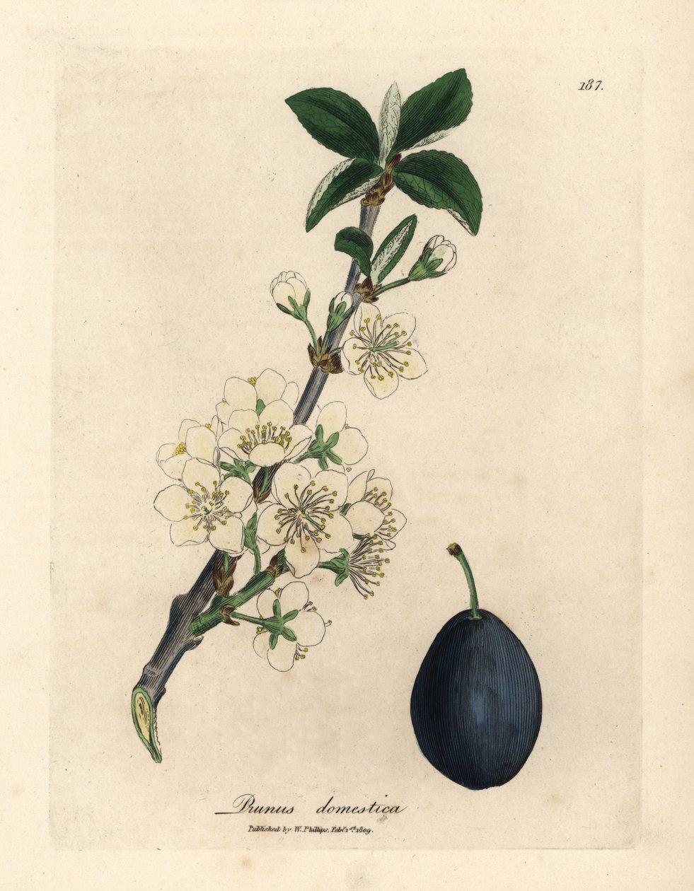 Prunus domestica -luumun tai luumupuun valkoinen kukka ja hedelmä tekijältä James Sowerby