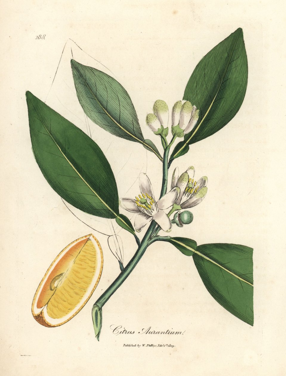 Appelsiinipuun, Citrus aurantium, valkoiset kukat ja kypsät hedelmät tekijältä James Sowerby