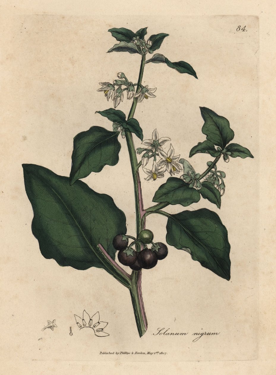 Valkoinen kukkainen, mustamarjainen, puutarhayökirkko, Solanum nigrum tekijältä James Sowerby