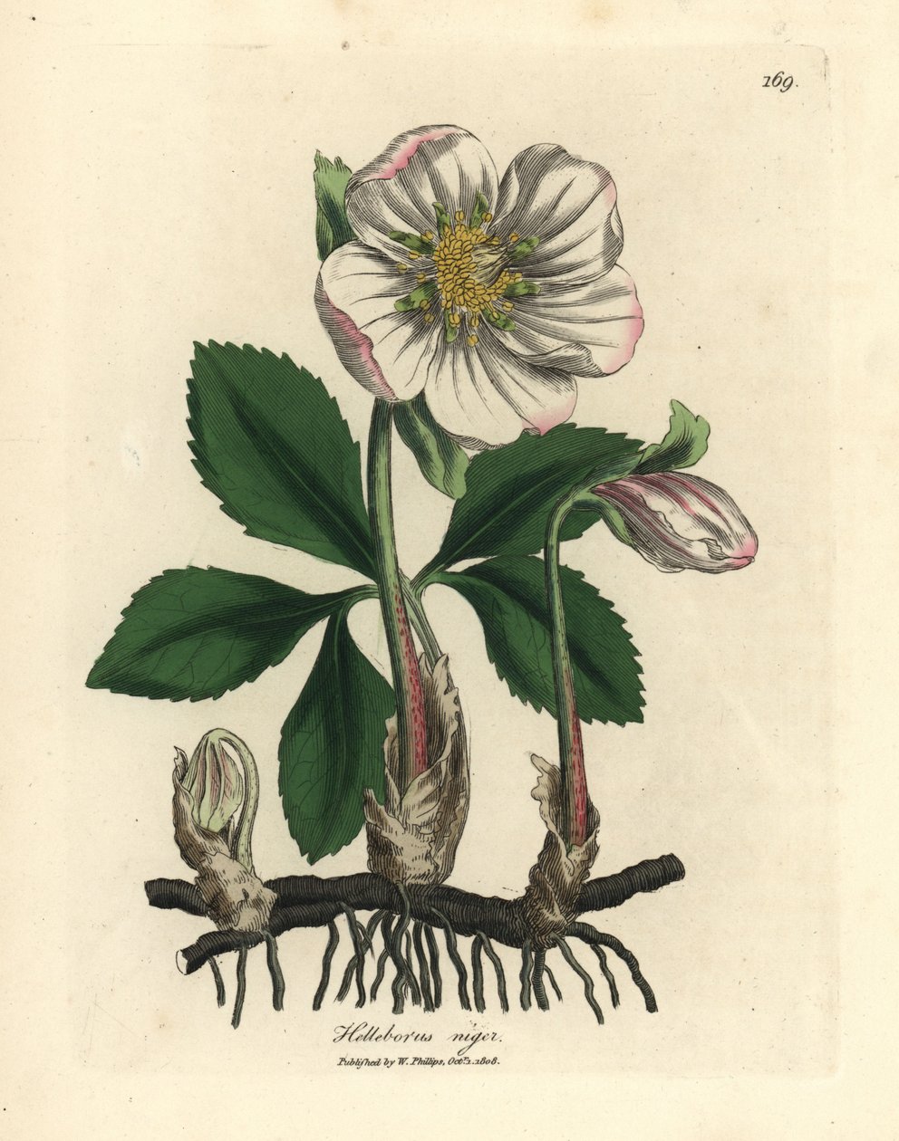 Valkoinen kukkainen musta hellebore tai jouluruusu, Helleborus niger tekijältä James Sowerby