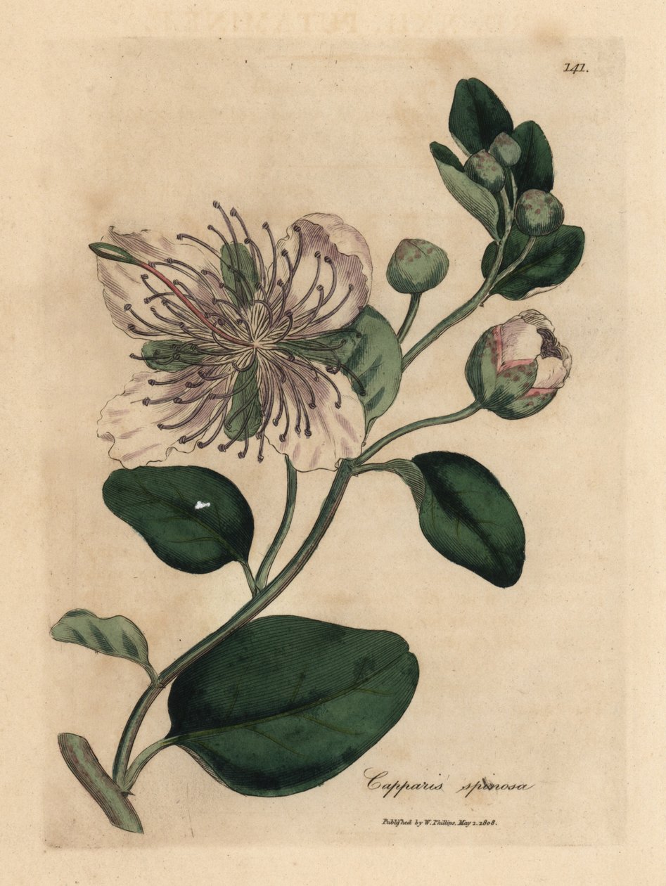Valkoinen kapriksen pensas, Capparis spinosa tekijältä James Sowerby