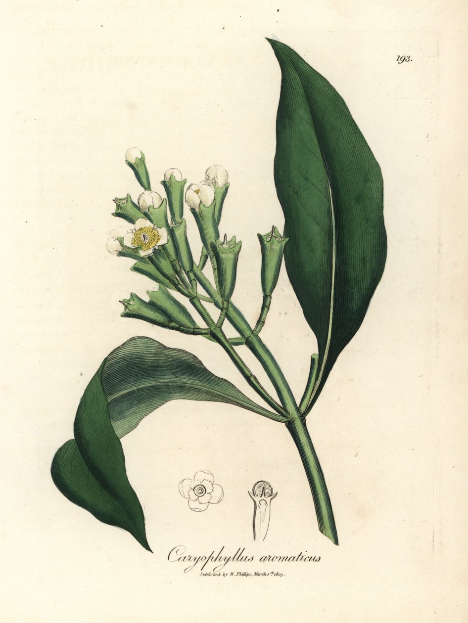 Valkokukkainen maustepuu, Caryophyllus aromaticus tekijältä James Sowerby