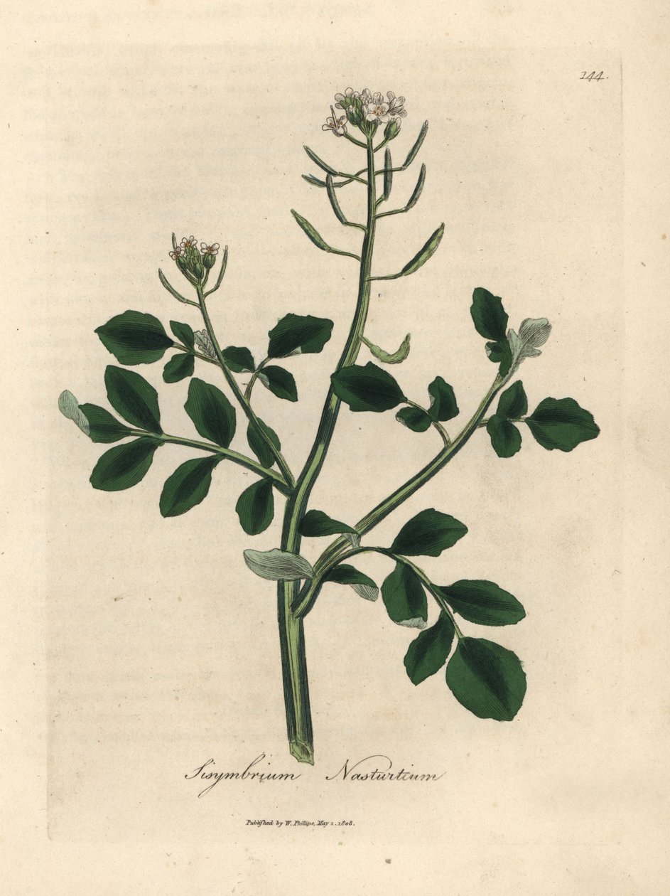 Valkokukkainen vesikrassi, Sisymbrium nasturtium tekijältä James Sowerby