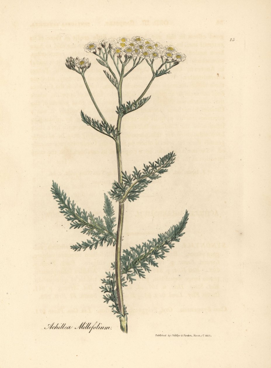Valkoinen kukkainen siankärsämö tai maitolehti, Achillea millefolium tekijältä James Sowerby