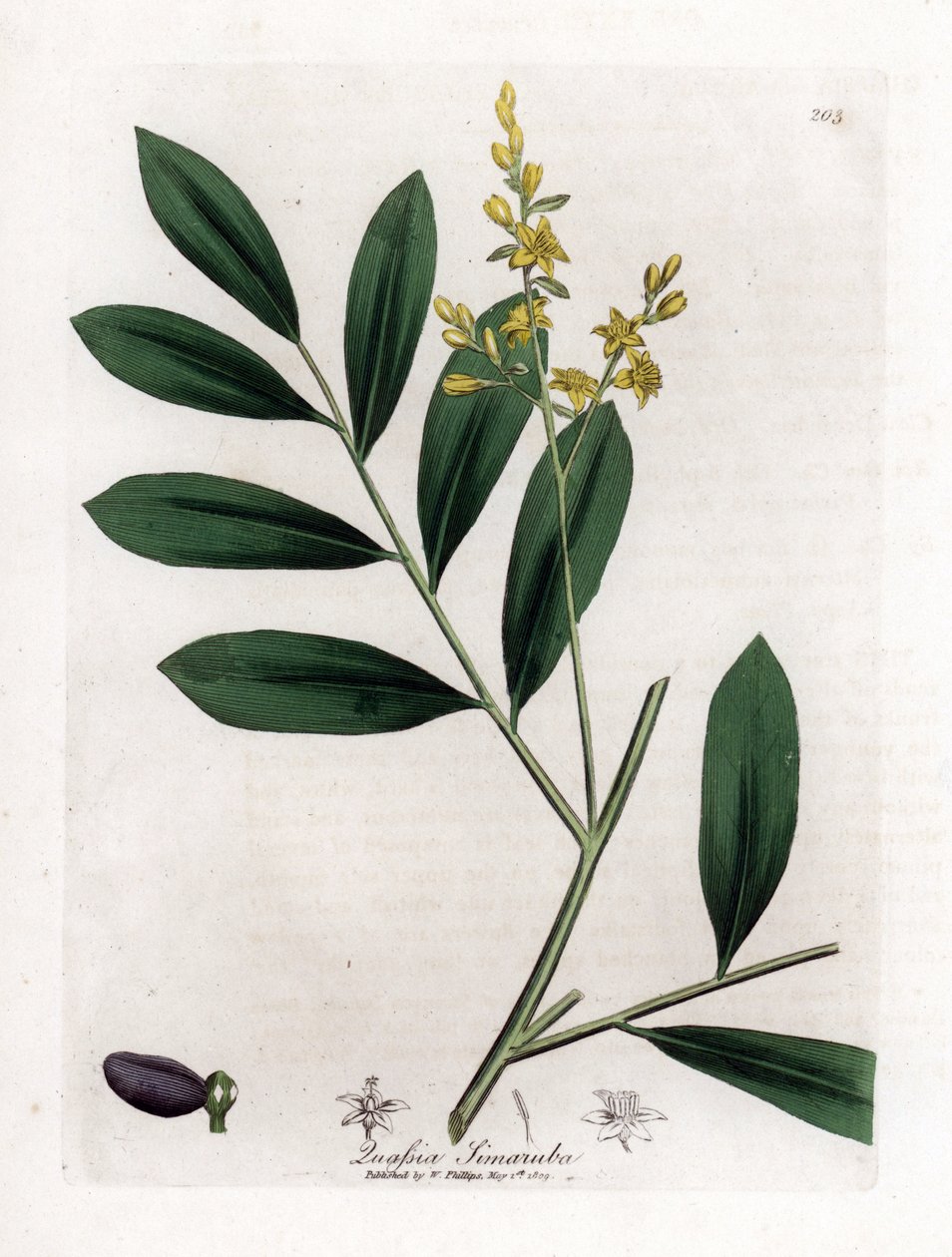 Valkoinen mahonki tai marupa - Simaruba, Simarouba amara. Käsinvärinen kuparilevykaiverrus James Sowerbyn kasvitieteellisestä kuvituksesta William Woodvillesta ja Sir William Jackson Hookerin "" Medical Botany" -teoksesta, John Bohn, Lontoo tekijältä James Sowerby
