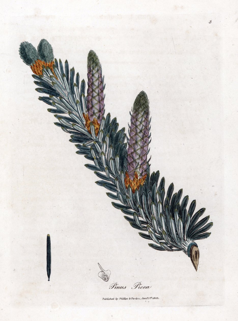 Valkoinen tai tavallinen kuusi - Hopeakuusi, Abies alba. Käsinvärinen kuparilevykaiverrus James Sowerbyn kasvitieteellisestä kuvituksesta William Woodvillesta ja Sir William Jackson Hookerin "" Medical Botany" -teoksesta, John Bohn, Lontoo tekijältä James Sowerby