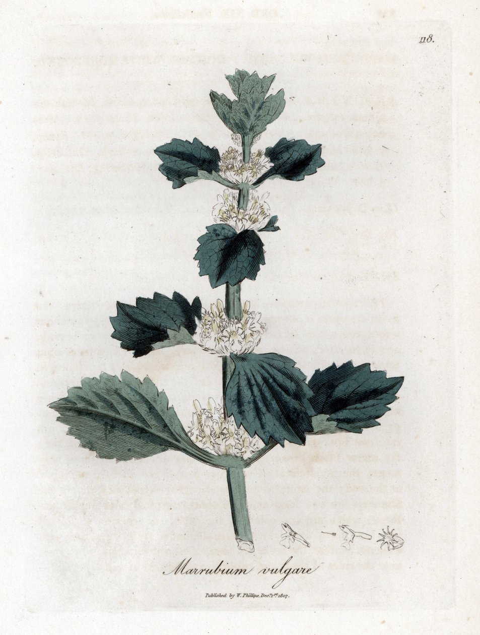 Valkoinen tai tavallinen marrube - Valkoinen horehound, Marubium vulgare. Käsinvärinen kuparikaiverrus James Sowerbyn kasvitieteellisestä kuvituksesta William Woodvillesta ja Sir William Jackson Hookerin "" Medical Botany" -teoksesta, John Bohn, Lontoo tekijältä James Sowerby