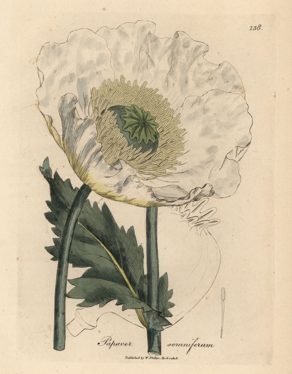 Valkoinen unikko, Papaver somniferum tekijältä James Sowerby