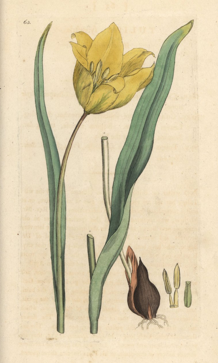 Villi tulppaani, Tulipa sylvestris (villi tulppaani) Käsinvärinen kuparikaiverrus James Sowerbyn kuvituksen jälkeen James Smithin Englannin kasvitieteellisestä lehdestä Lontoossa tekijältä James Sowerby
