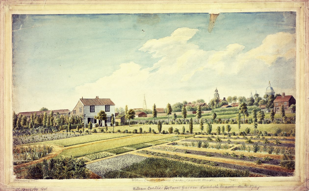 William Curtisin kasvitieteellinen puutarha, Lambeth Marsh, Ante 1787, n. 1787 tekijältä James Sowerby