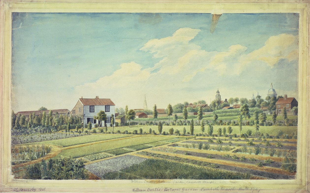 William Curtisin kasvitieteellinen puutarha, Lambeth Marsh, n. 1787 (akvarelli paperille) tekijältä James Sowerby
