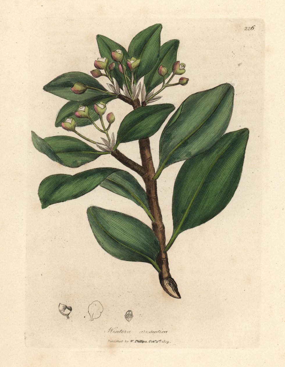 Talven kuoripuu, Wintera aromatica, Drimys winteri tekijältä James Sowerby