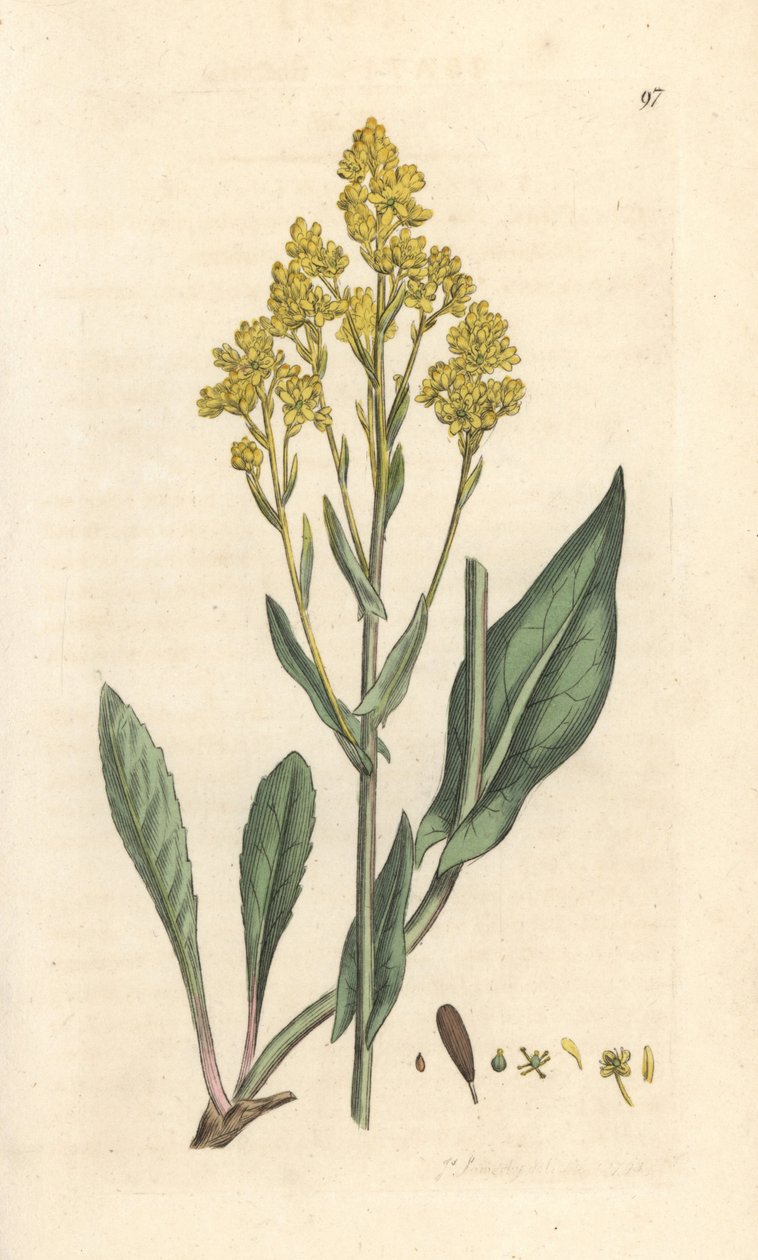 Woad, Isatis tinctoria (Pastel des dyers ou guede) Käsinvärinen kuparikaiverrus James Sowerbyn kuvituksen mukaan James Smithin Englannin kasvitieteestä Lontoossa tekijältä James Sowerby