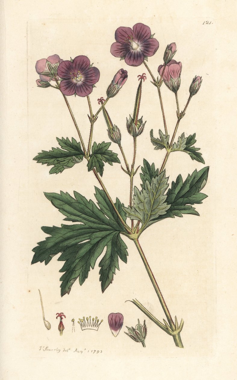 Puukurkkunokka tai metsägeranium, Geranium sylvatium (puugeranium) Käsinvärinen kuparilevykaiverrus James Sowerbyn kuvituksen mukaan James Smithin Englannin kasvitieteestä Lontoossa tekijältä James Sowerby