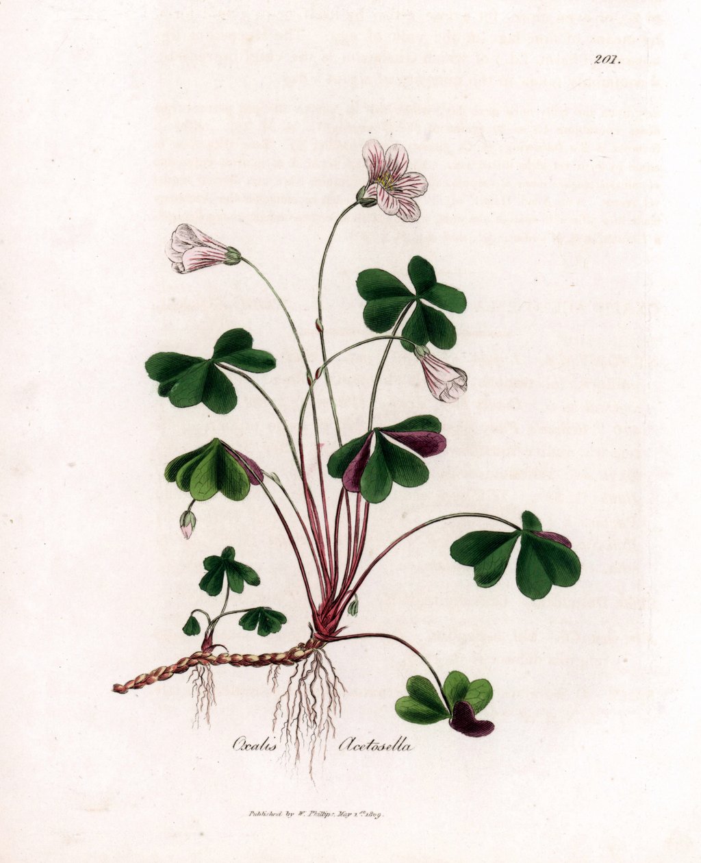 Suolapuu tai puuoksalidi - Woodsorrel, Oxalis acetosella. Käsinvärinen kuparilevykaiverrus James Sowerbyn kasvitieteellisestä kuvituksesta William Woodvillesta ja Sir William Jackson Hookerin "" Medical Botany" -teoksesta, John Bohn, Lontoo tekijältä James Sowerby