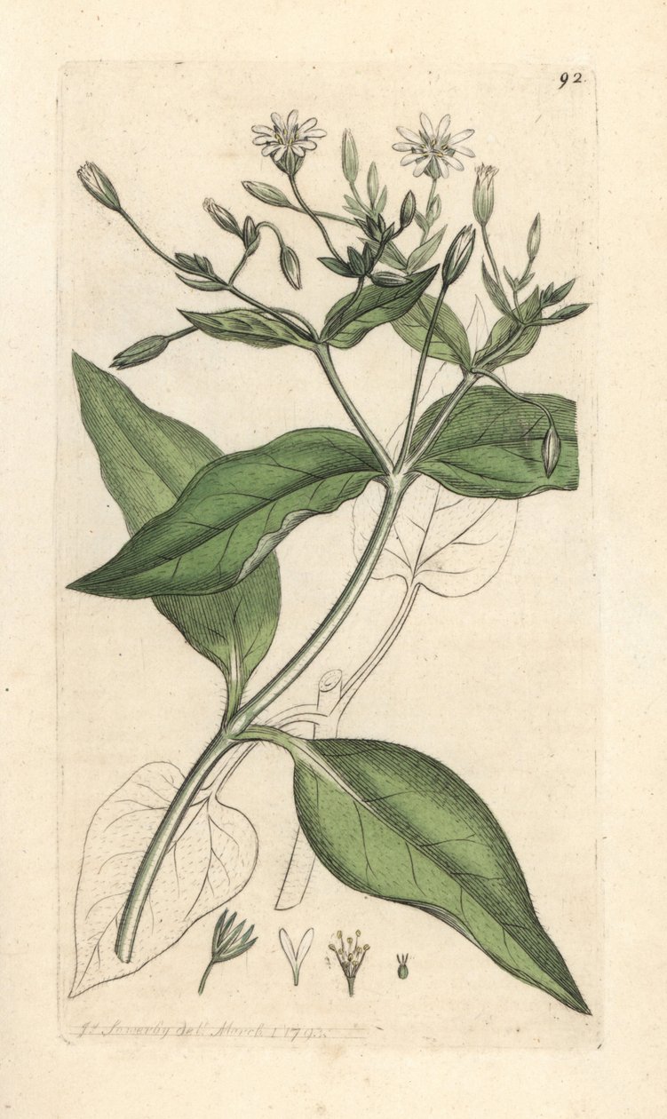 Puinen stichwort, Stellaria nemorum Käsinvärinen kuparilevykaiverrus James Sowerbyn kuvituksen mukaan James Smithin Englannin kasvitieteestä Lontoossa tekijältä James Sowerby
