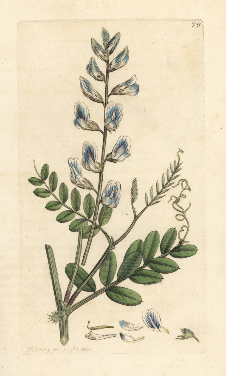 Puuvirna, Vicia sylvatica (vesce des bois) Käsinvärinen kuparikaiverrus James Sowerbyn kuvituksen mukaan James Smithin Englannin kasvitieteestä Lontoossa tekijältä James Sowerby