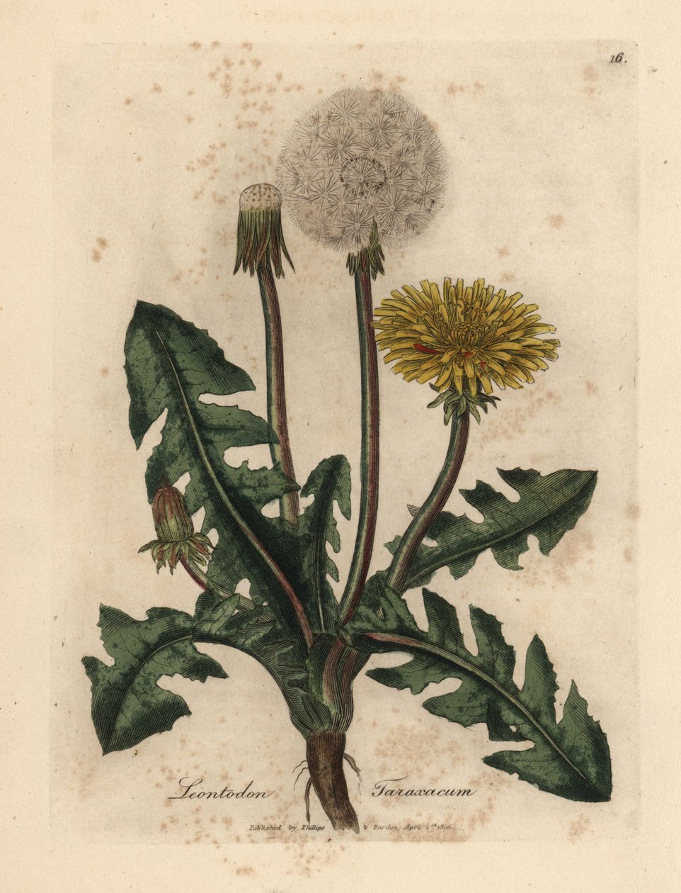 Keltakukkainen voikukka, Leontodon taraxacum tekijältä James Sowerby