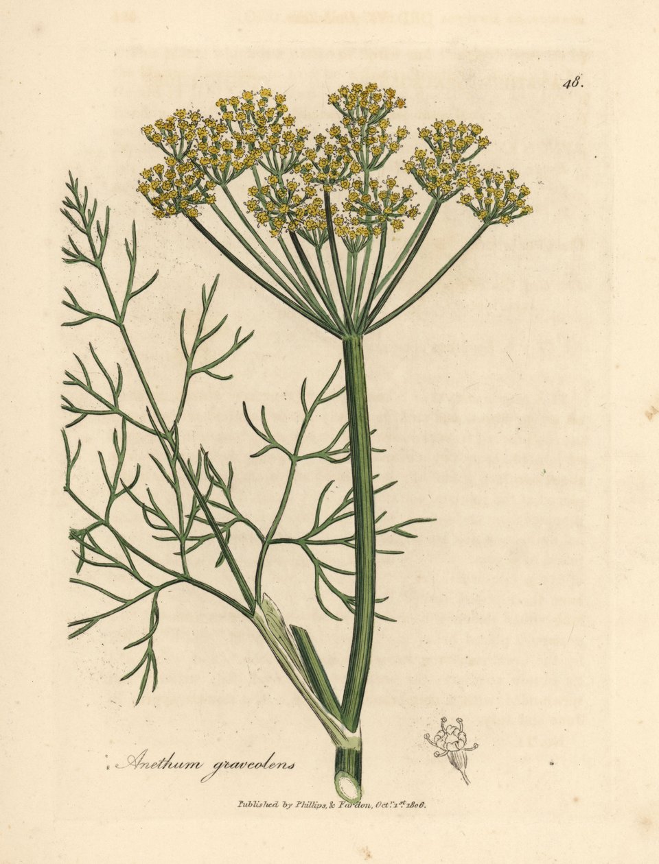 Keltakukkainen tilli, Anethum graveolens tekijältä James Sowerby
