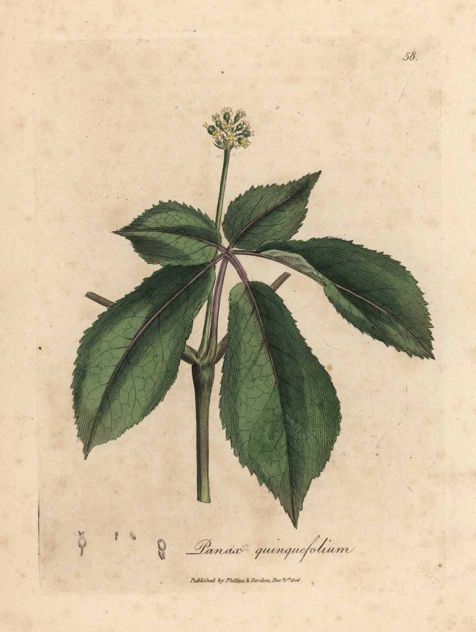 Keltakukkainen ginseng-kasvi, Panax quinquefolium tekijältä James Sowerby