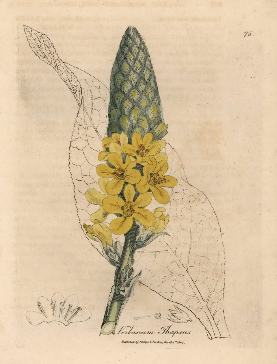 Keltakukkainen suurileveälehtinen mullein, Verbascum thapsus tekijältä James Sowerby