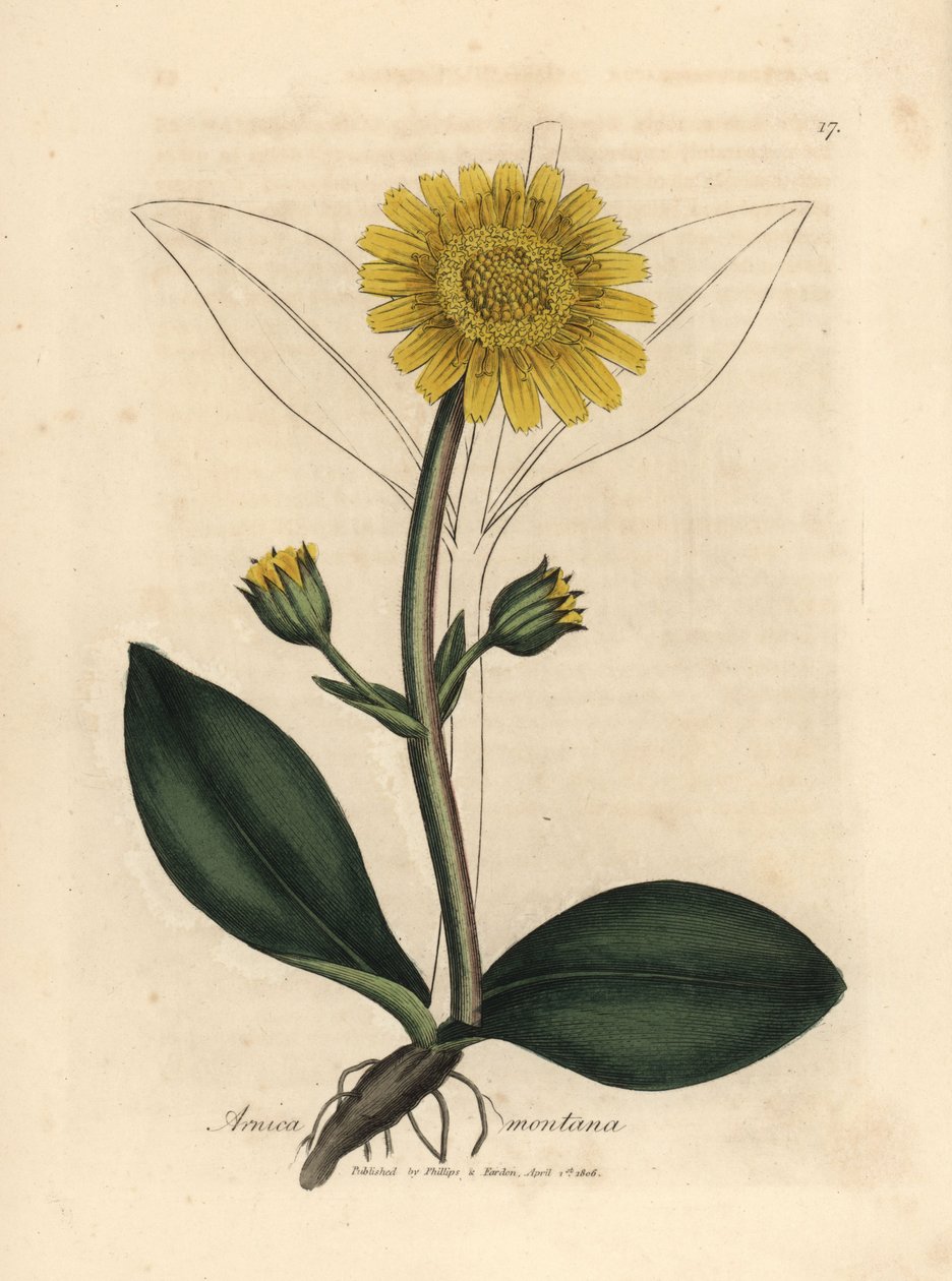 Keltakukkainen vuori-arnika, Arnica montana tekijältä James Sowerby