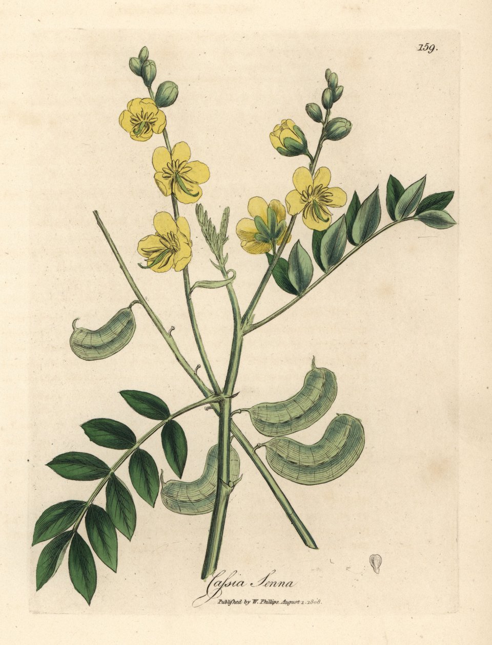 Keltakukkainen senna tai egyptiläinen kassia siemenpaloilla, Cassia senna tekijältä James Sowerby