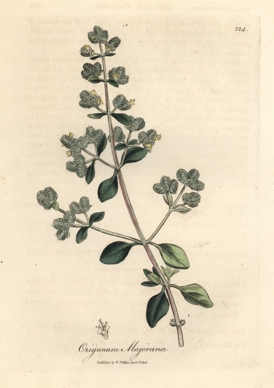 Keltainen kukkainen makea meirami, Origanum majorana tekijältä James Sowerby