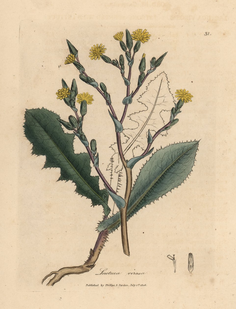 Keltakukkainen villisalaatti, Lactuca virosa tekijältä James Sowerby
