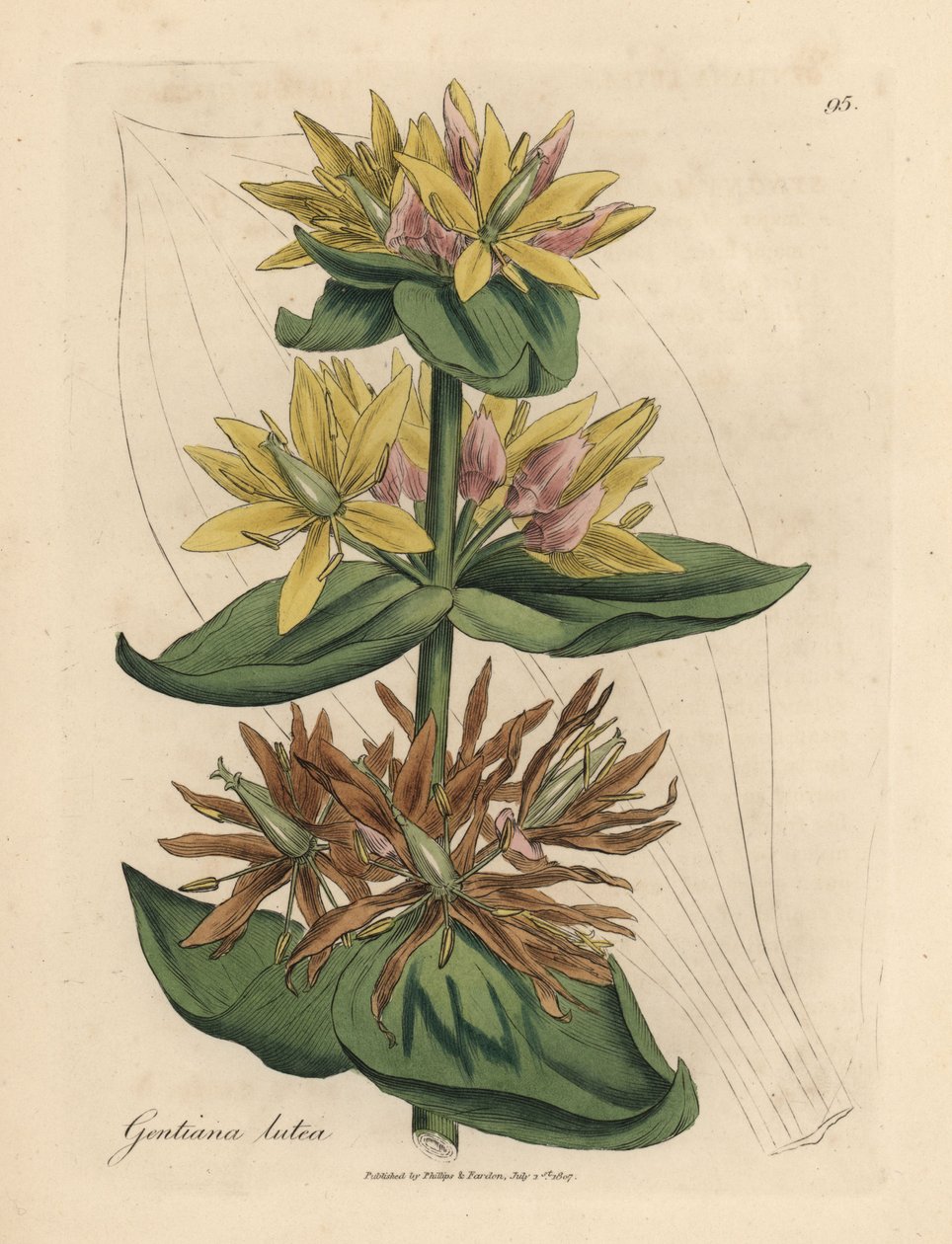 Keltainen gentian, Gentiana lutea tekijältä James Sowerby