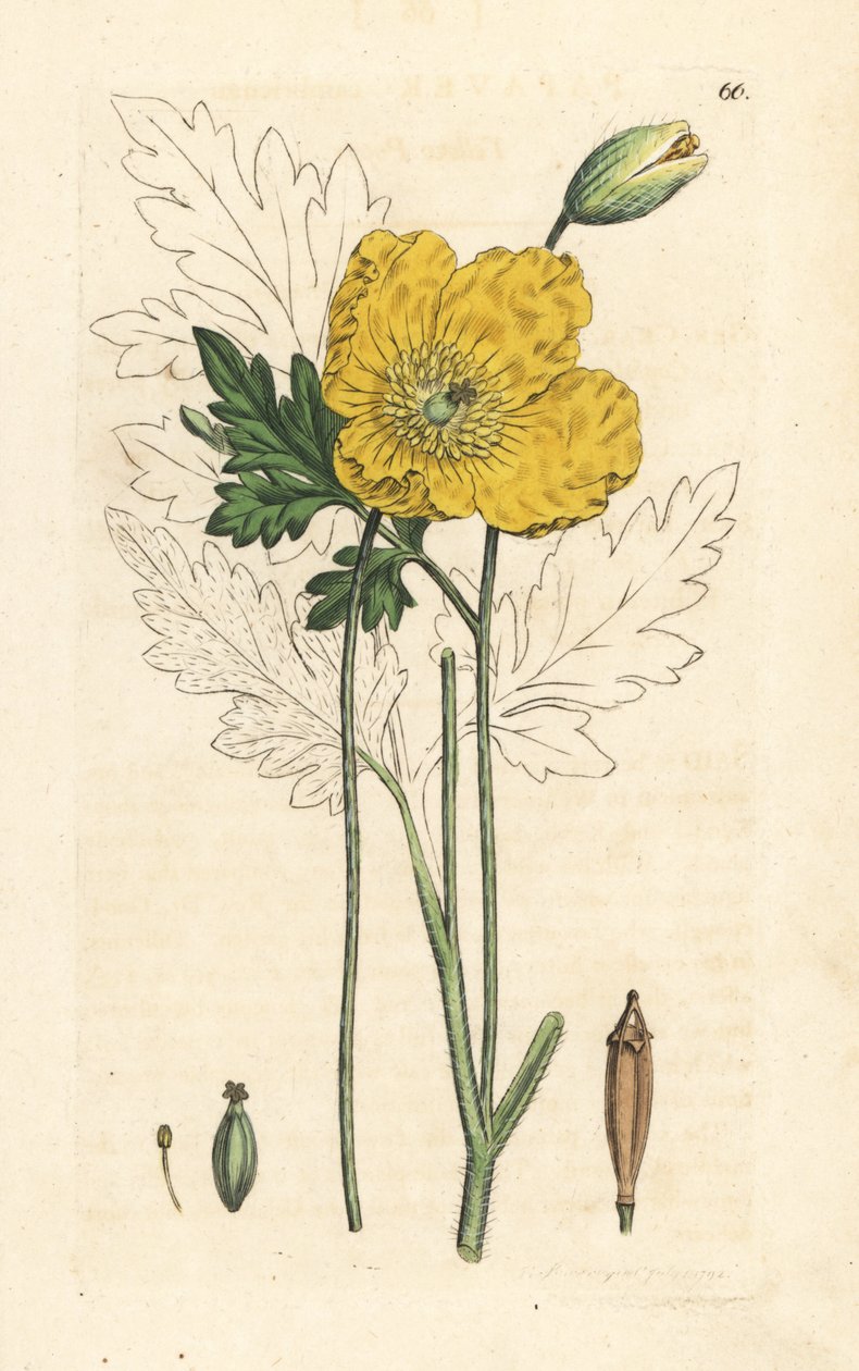 Keltainen tai Walesin unikko, Papaver cambricum (keltainen unikko). Käsinvärinen kuparikaiverrus James Sowerbyn kuvituksen jälkeen James Smithin Englannin kasvitieteellisestä lehdestä Lontoossa tekijältä James Sowerby