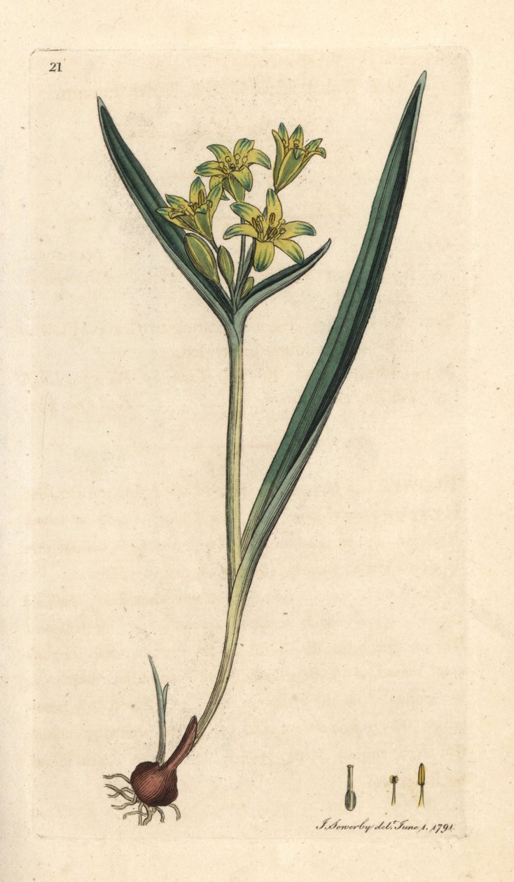 Betlehemin keltainen tähti, Gagea lutea (Ornithogalum luteum) (gagee jaune) Käsinvärinen kuparikaiverrus James Sowerbyn kuvituksen jälkeen James Smithin Englannin kasvitieteestä Lontoossa tekijältä James Sowerby