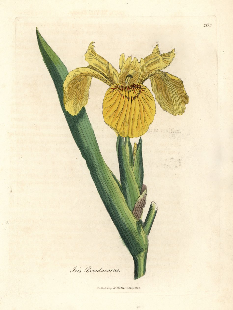 Keltainen vesilippu, Iris pseudacorus tekijältä James Sowerby