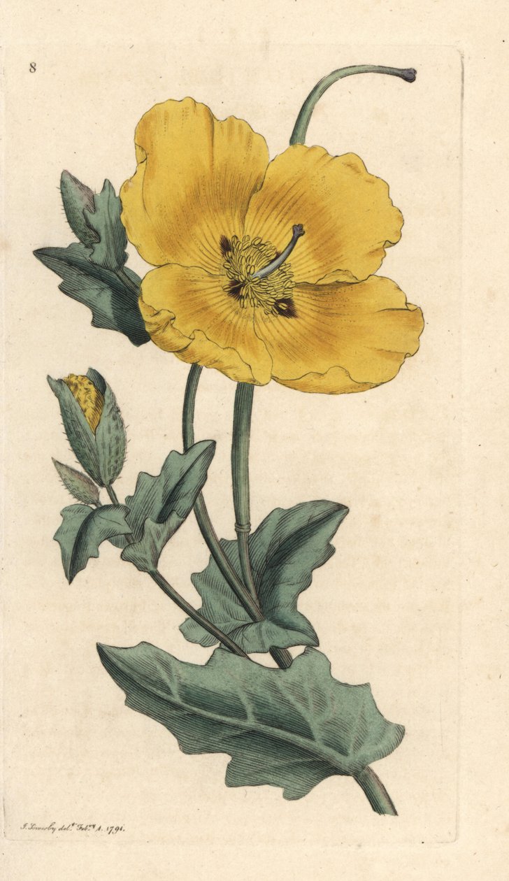 Keltasarviuniikko, Glaucium flavum (Chelidonium glaucium) Käsinvärinen kuparikaiverrus James Sowerbyn kuvituksen mukaan James Smithin Englannin kasvitieteestä Lontoossa tekijältä James Sowerby